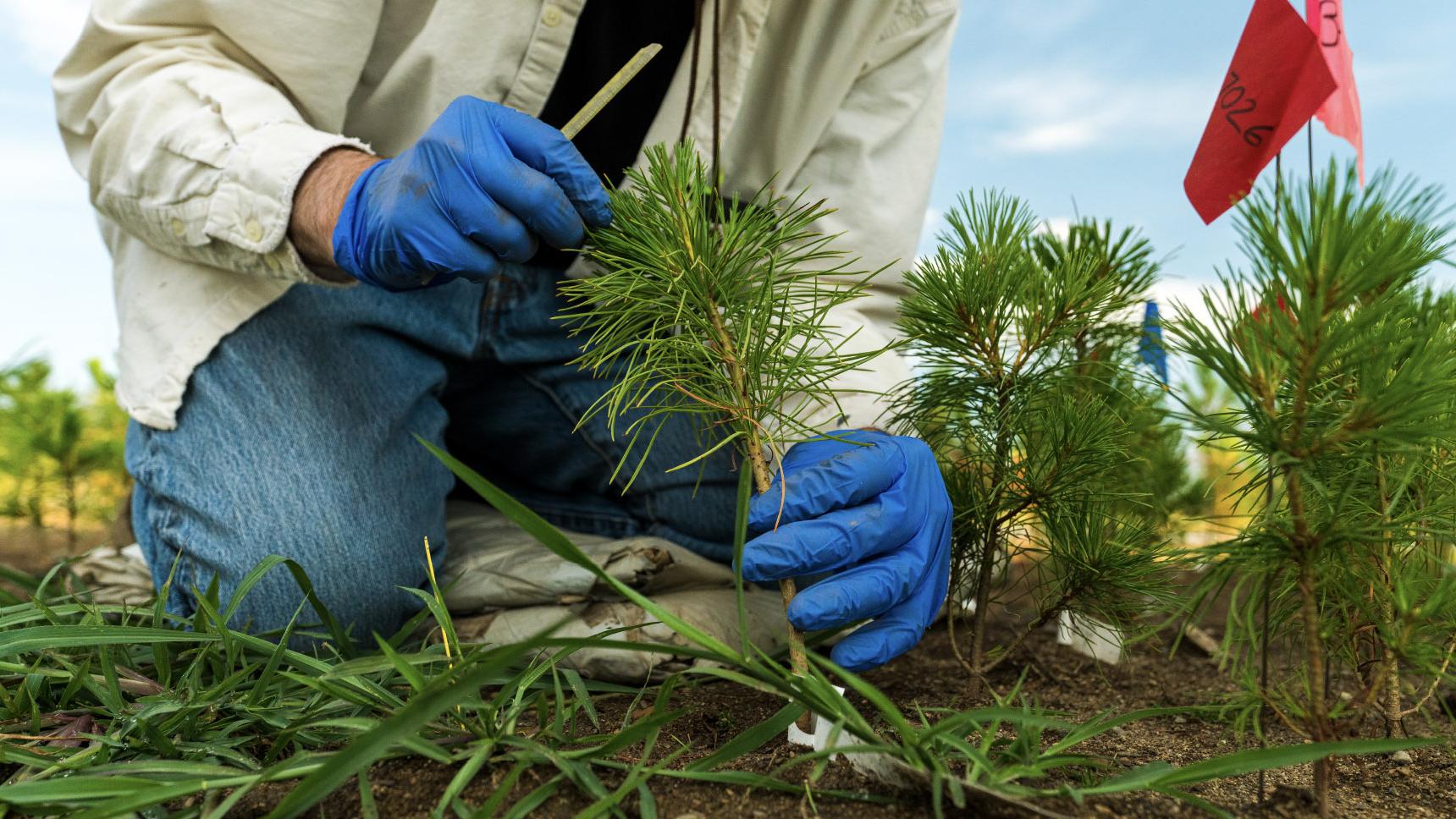 A person outdoors wearing rubber gloves, evaluating plants
